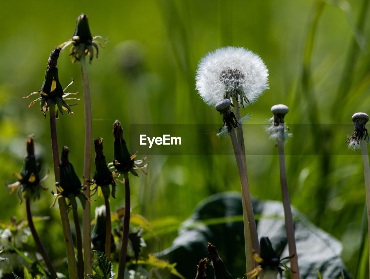 close-up of white flowering plant on field