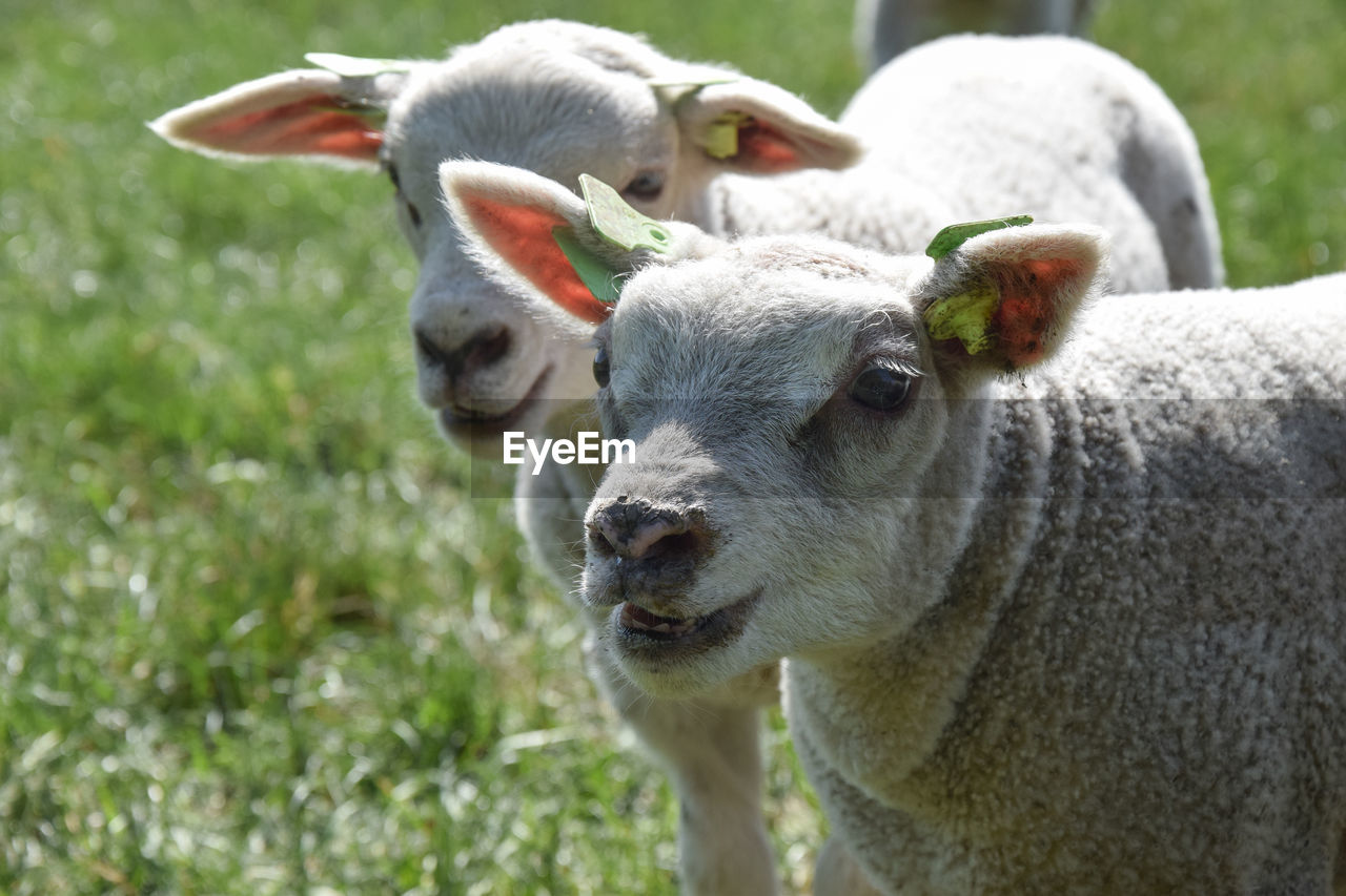 Close-up of sheep in a field