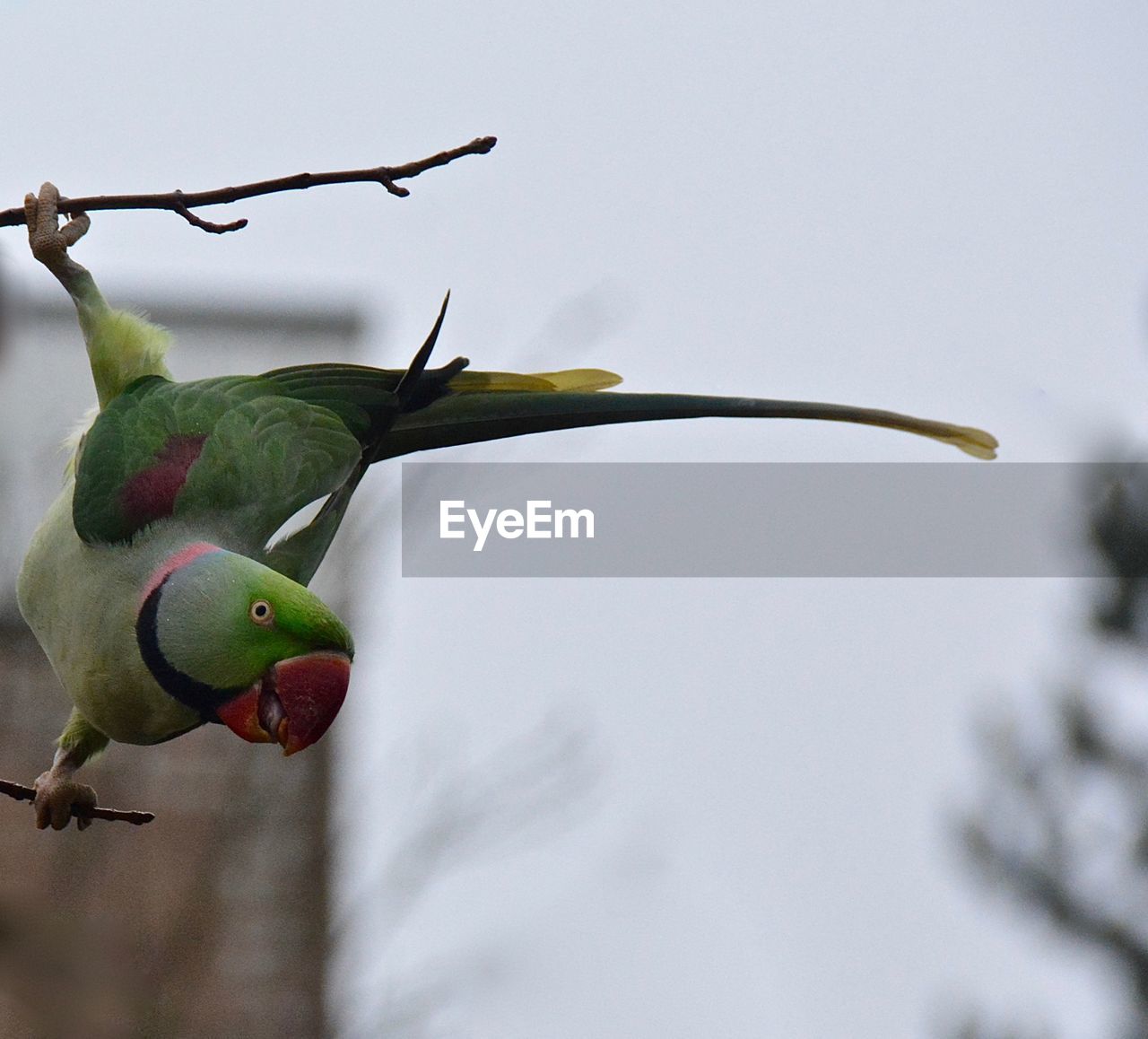 Close-up of parrot perching on branch