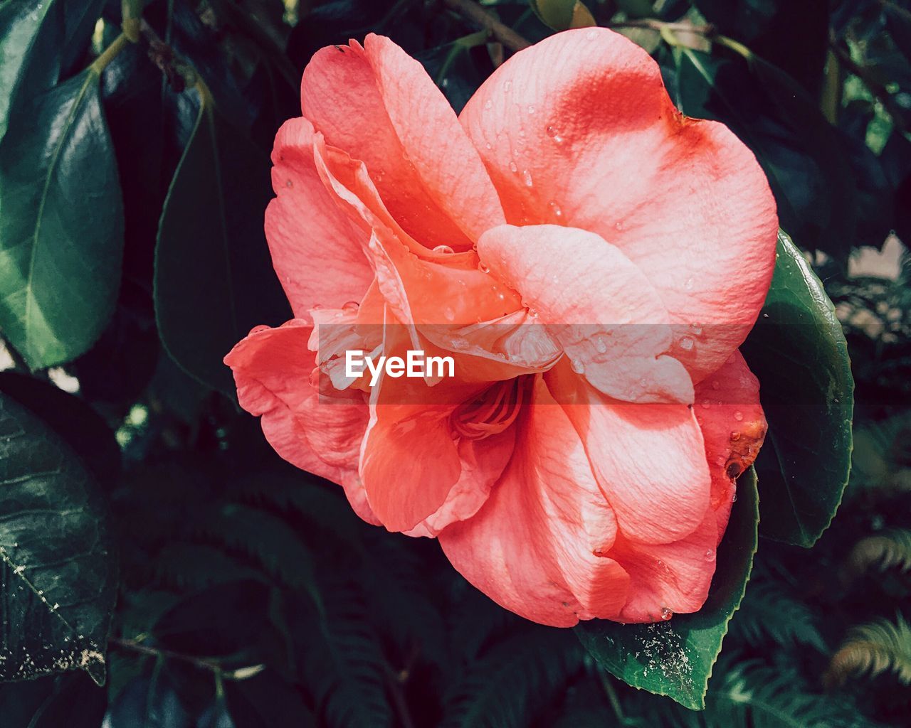 CLOSE-UP OF RED FLOWERS BLOOMING OUTDOORS