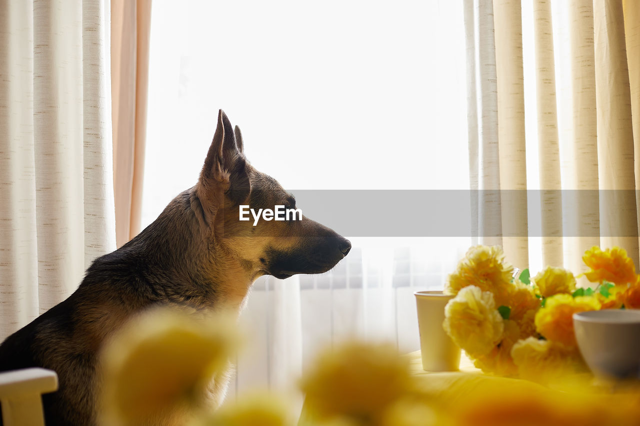 mammal, pet, one animal, yellow, domestic animals, animal themes, animal, dog, canine, window, indoors, carnivore, curtain, home interior, flower, no people, domestic life, domestic room, selective focus, looking, day, food and drink, lap dog, nature, food, furniture, table, plant, flowering plant, morning