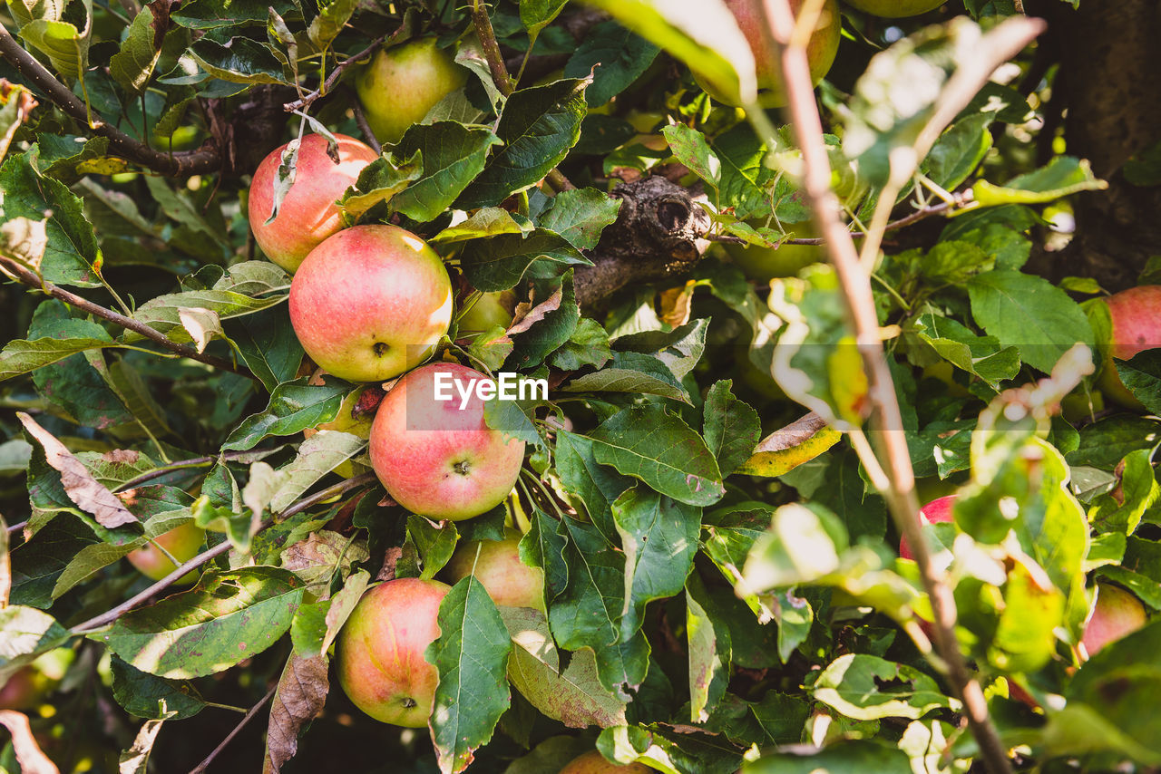 CLOSE-UP OF APPLE ON TREE