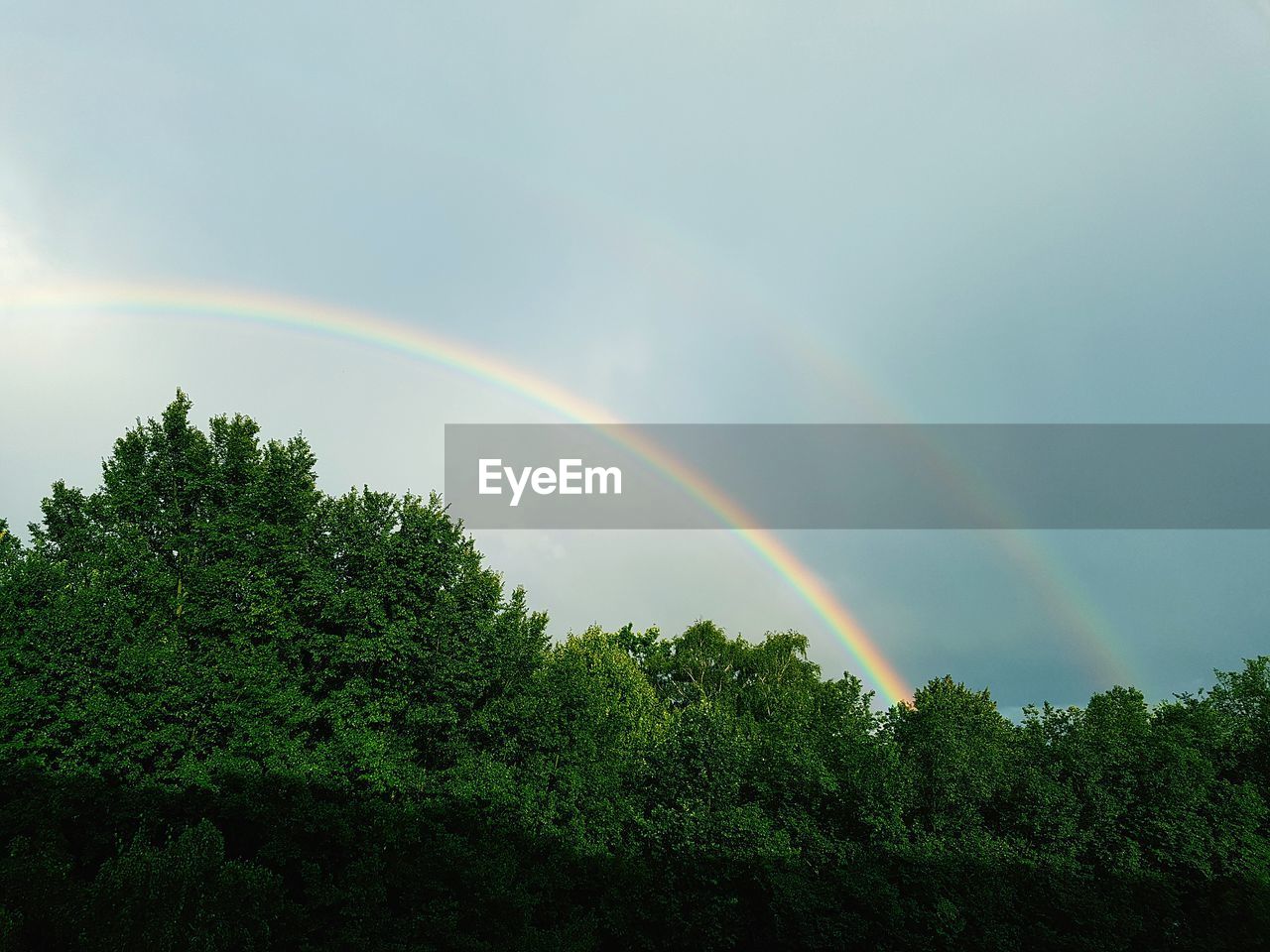 LOW ANGLE VIEW OF RAINBOW OVER TREES