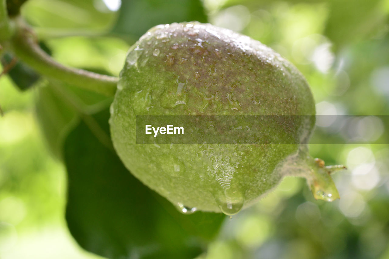 CLOSE-UP OF WATER DROPS ON FRUIT