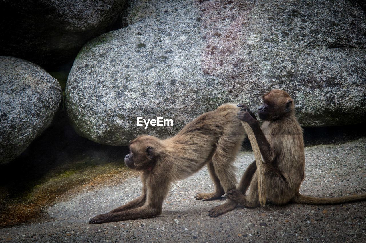 Side view of monkeys against rocks