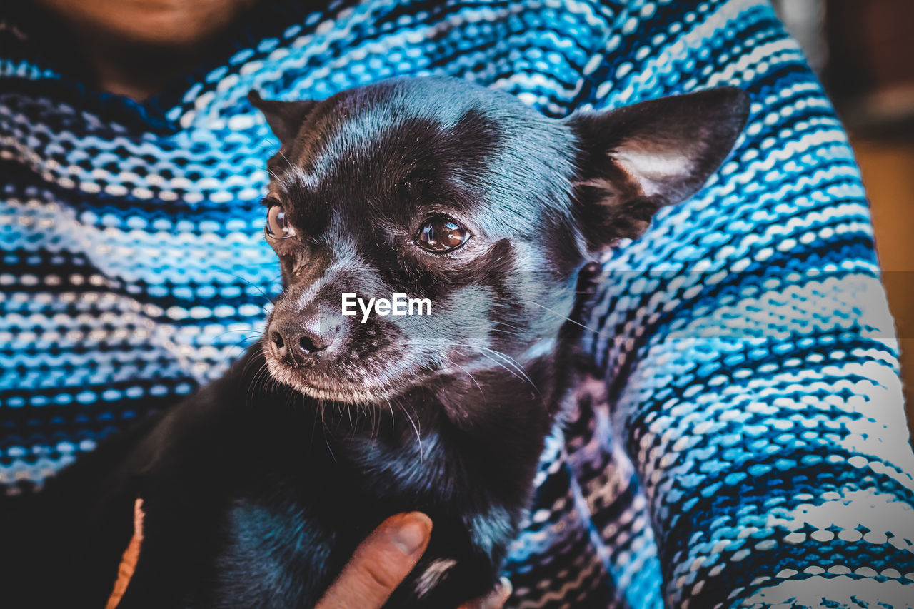 Close-up of person with dog relaxing at home