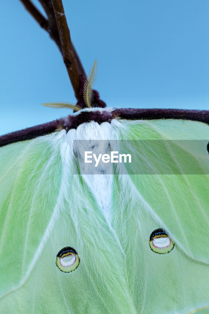 Close up of the bright green wing of a luna moth actias luna in portland, maine.