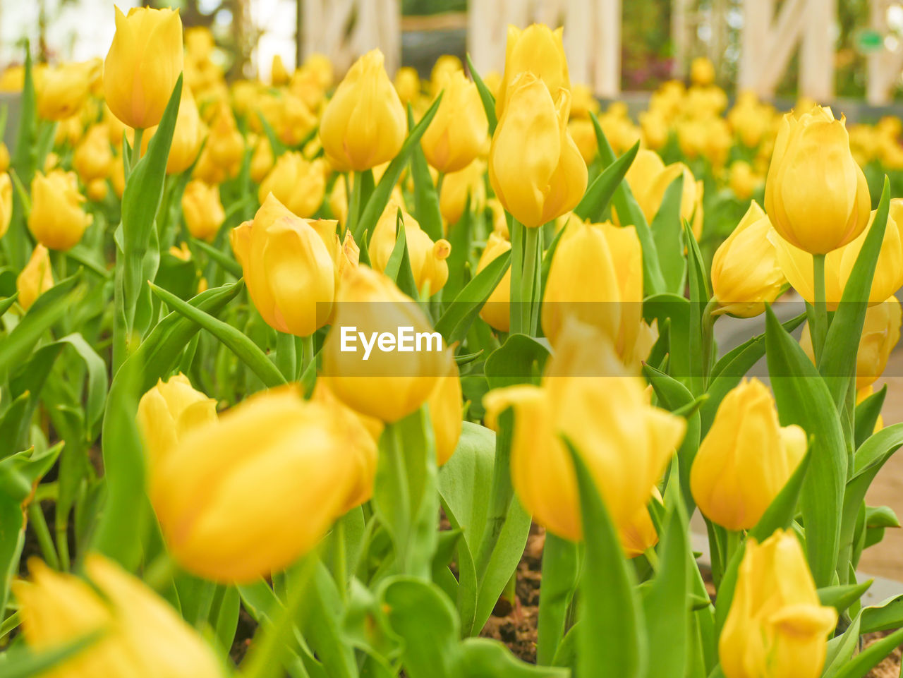 Close-up of yellow tulips