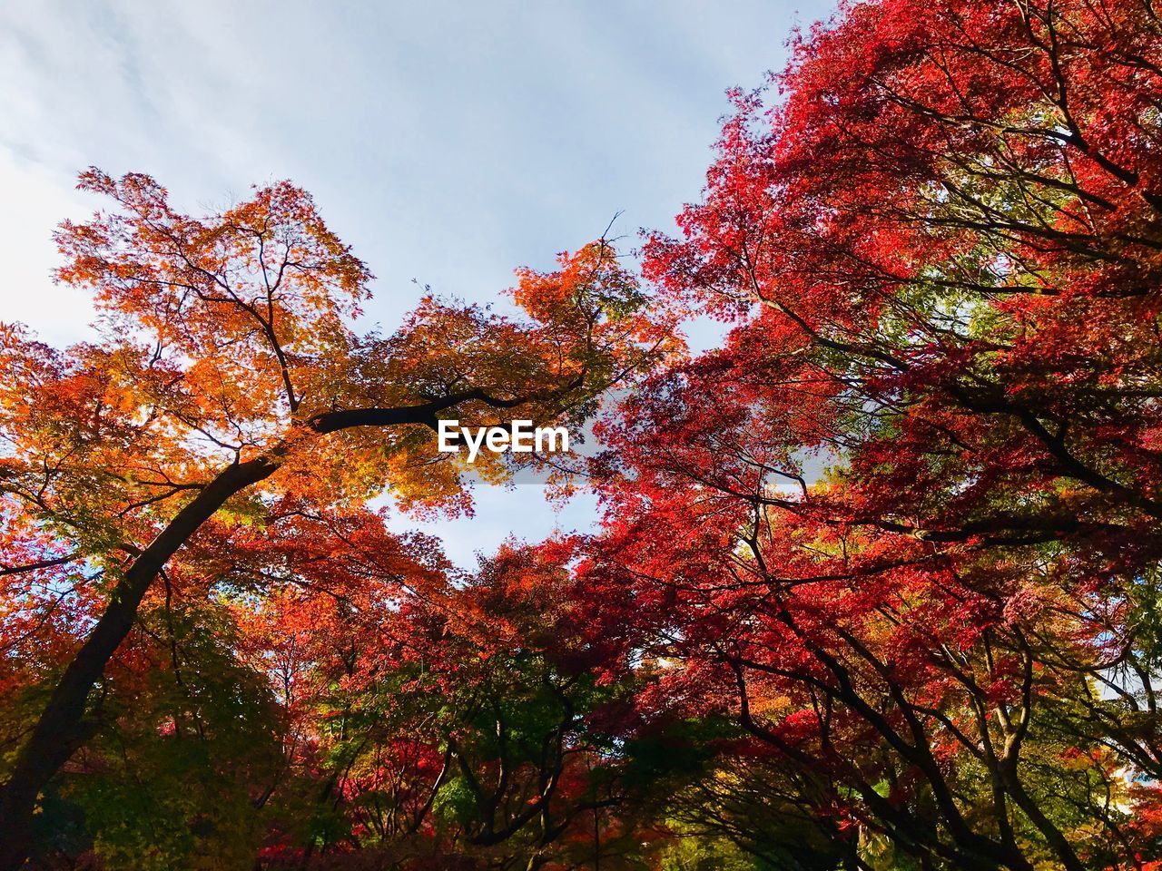 Low angle view of autumnal trees against sky