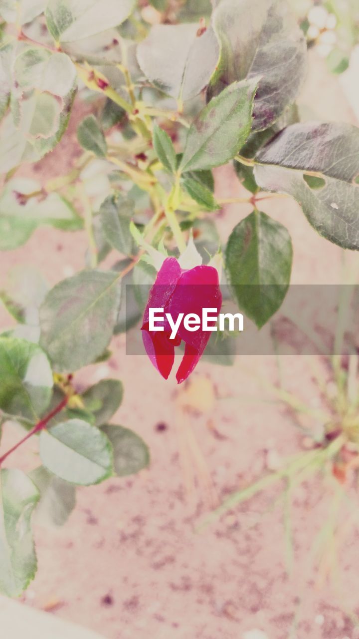 CLOSE-UP OF PINK FLOWER GROWING ON PLANT