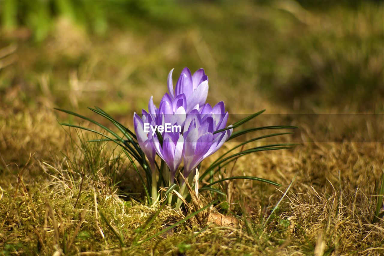 flower, flowering plant, plant, grass, purple, nature, beauty in nature, freshness, meadow, fragility, prairie, growth, macro photography, crocus, wildflower, close-up, no people, springtime, petal, flower head, field, iris, inflorescence, land, blossom, outdoors, environment, selective focus, botany, sunlight, focus on foreground, landscape, plain, day, summer, leaf