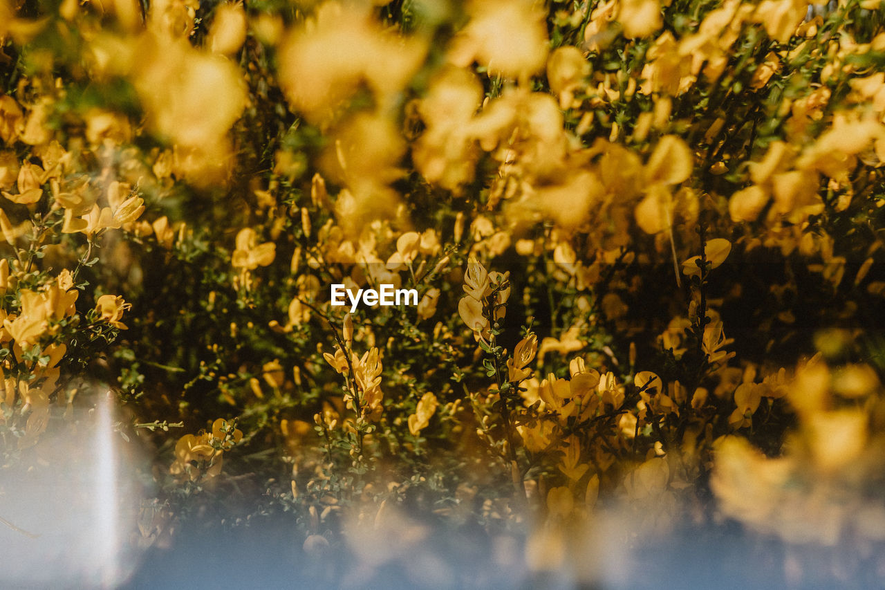 CLOSE-UP OF YELLOW FLOWERING PLANT ON FIELD