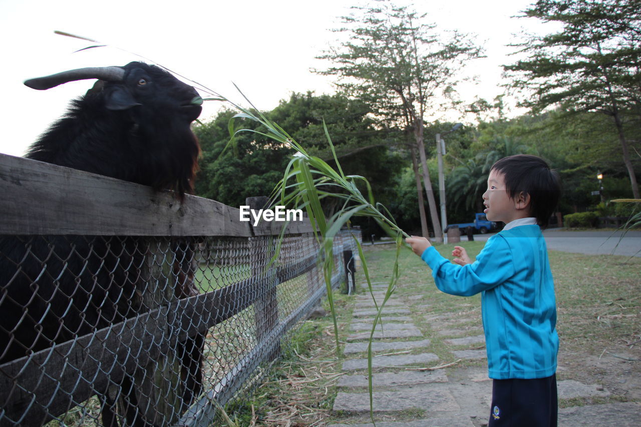 Side view of boy feeding plant to goat at zoo