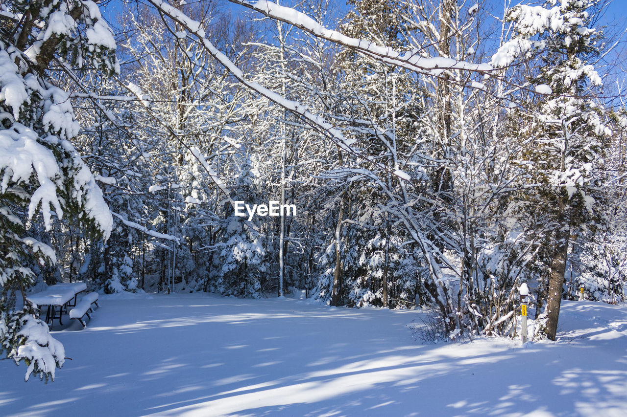 Snow covered trees