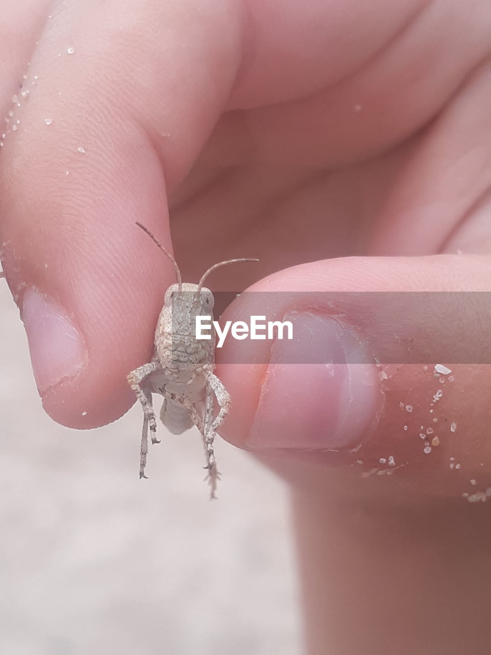 Close-up of hand holding grasshopper 