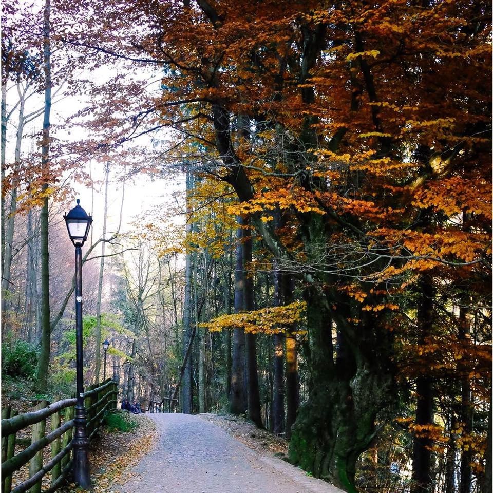 ROAD PASSING THROUGH FOREST