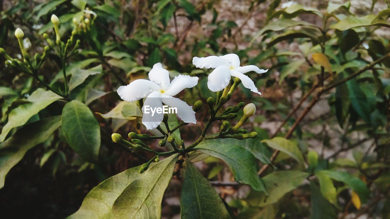 CLOSE-UP OF FRANGIPANI BLOOMING ON TREE