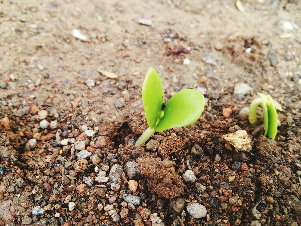 Close-up of green plant