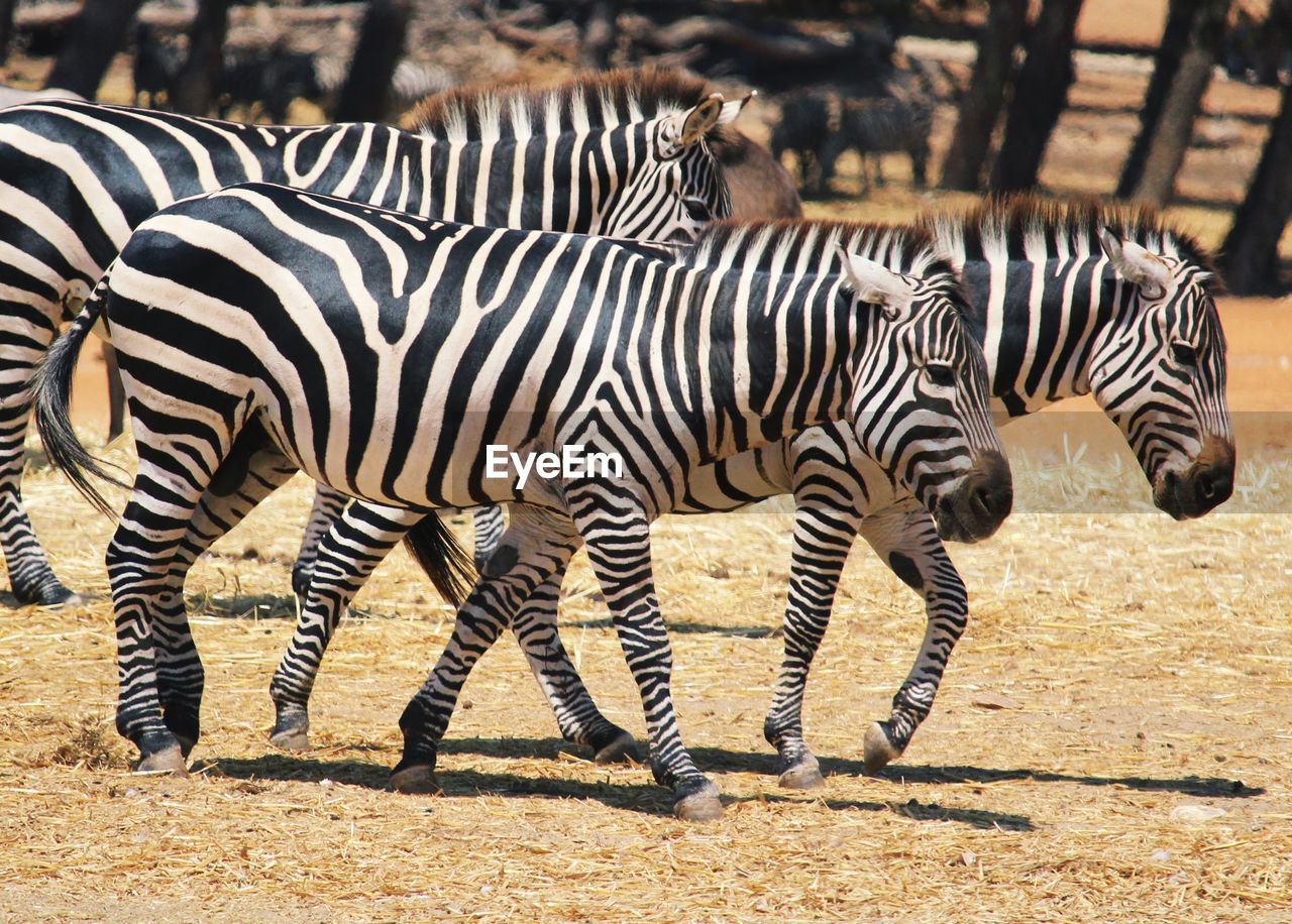 Zebras in a field