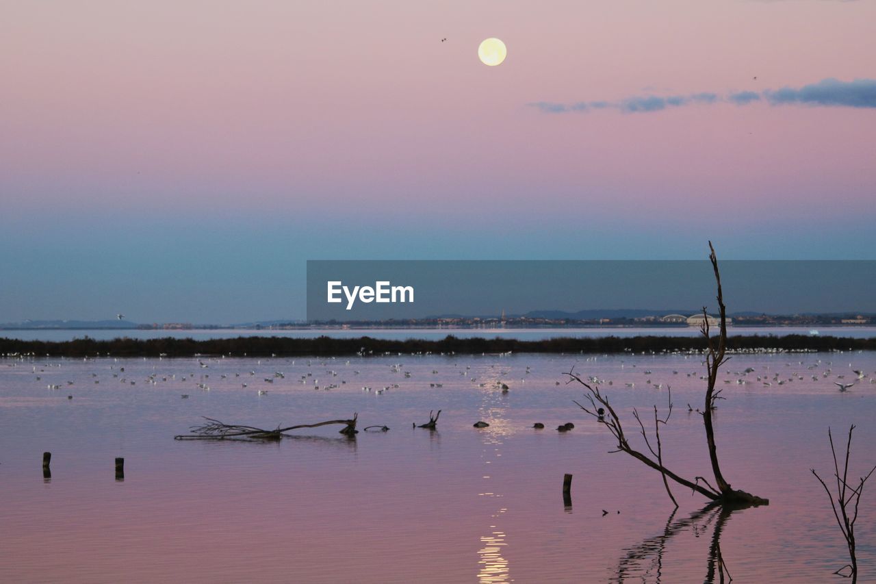 BIRDS IN LAKE AGAINST SKY AT SUNSET