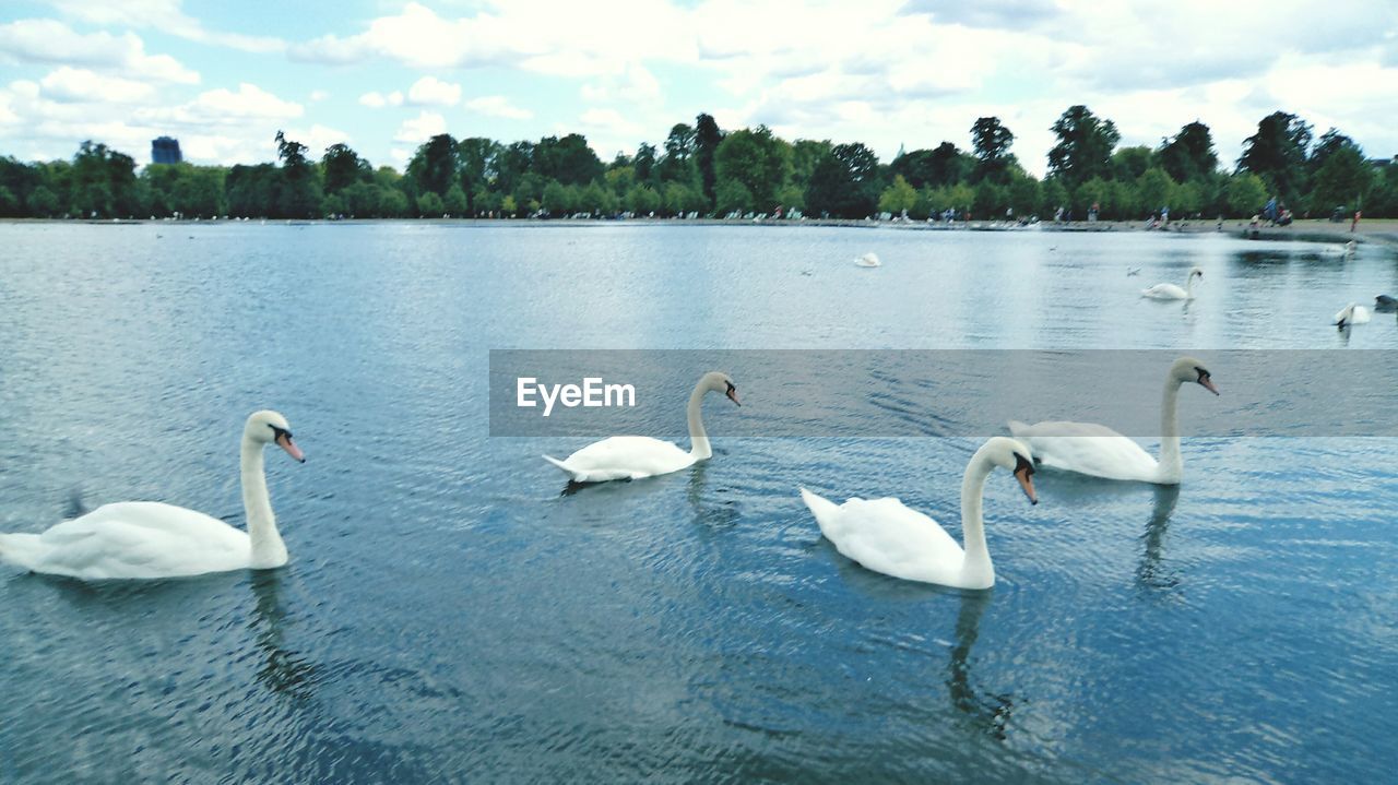 Mute swans swimming in water