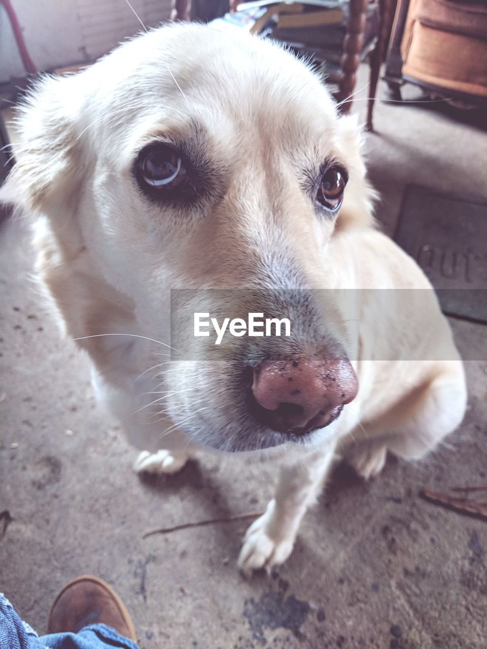 HIGH ANGLE VIEW PORTRAIT OF DOG WITH MOUTH