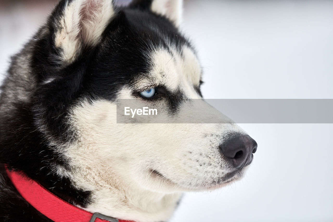 Husky sled dog face, winter background. siberian husky dog breed outdoor muzzle portrait