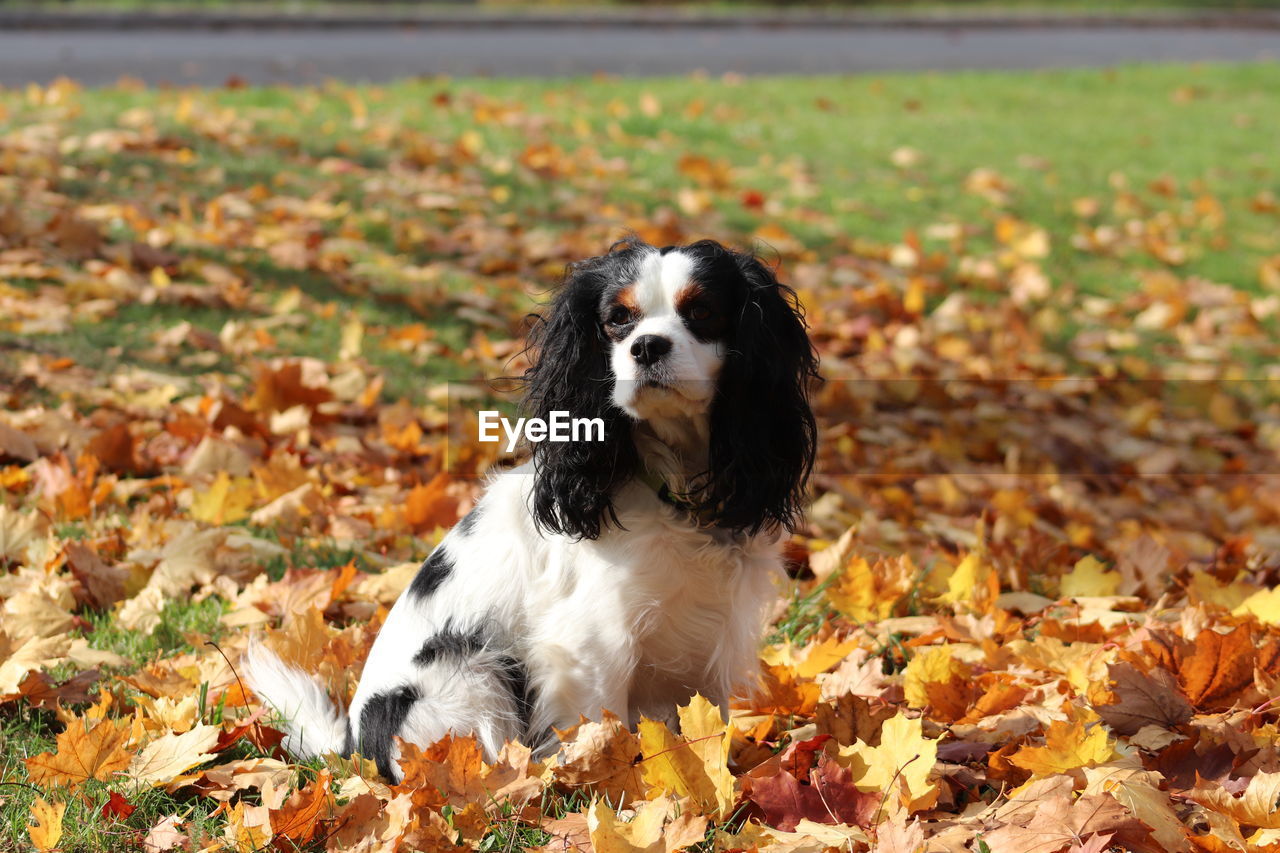 VIEW OF DOG ON FIELD