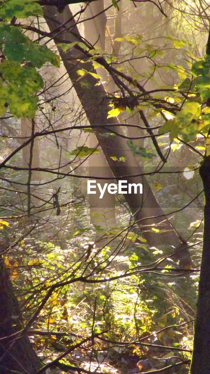 TREES GROWING ON A BRANCH