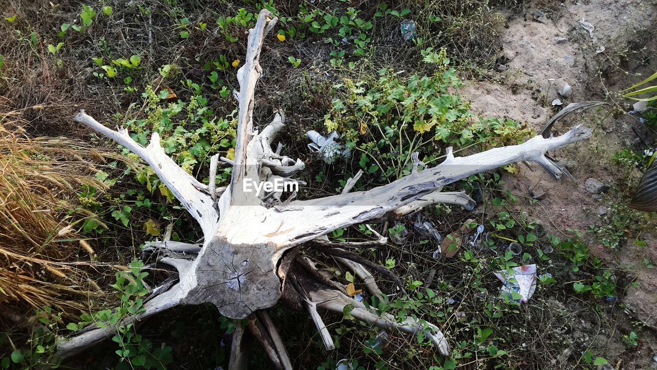 HIGH ANGLE VIEW OF TREE TRUNK OUTDOORS