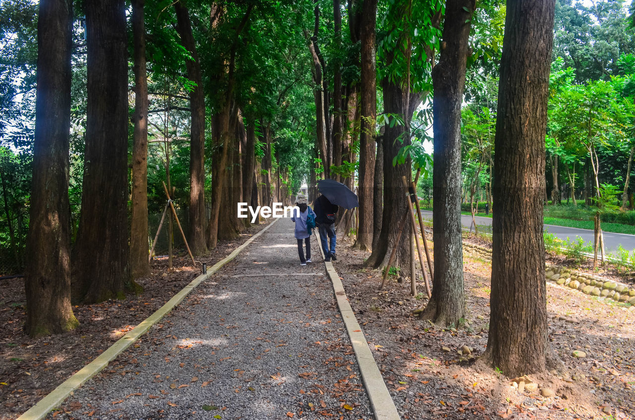 Rear view of people walking on footpath amidst trees in forest