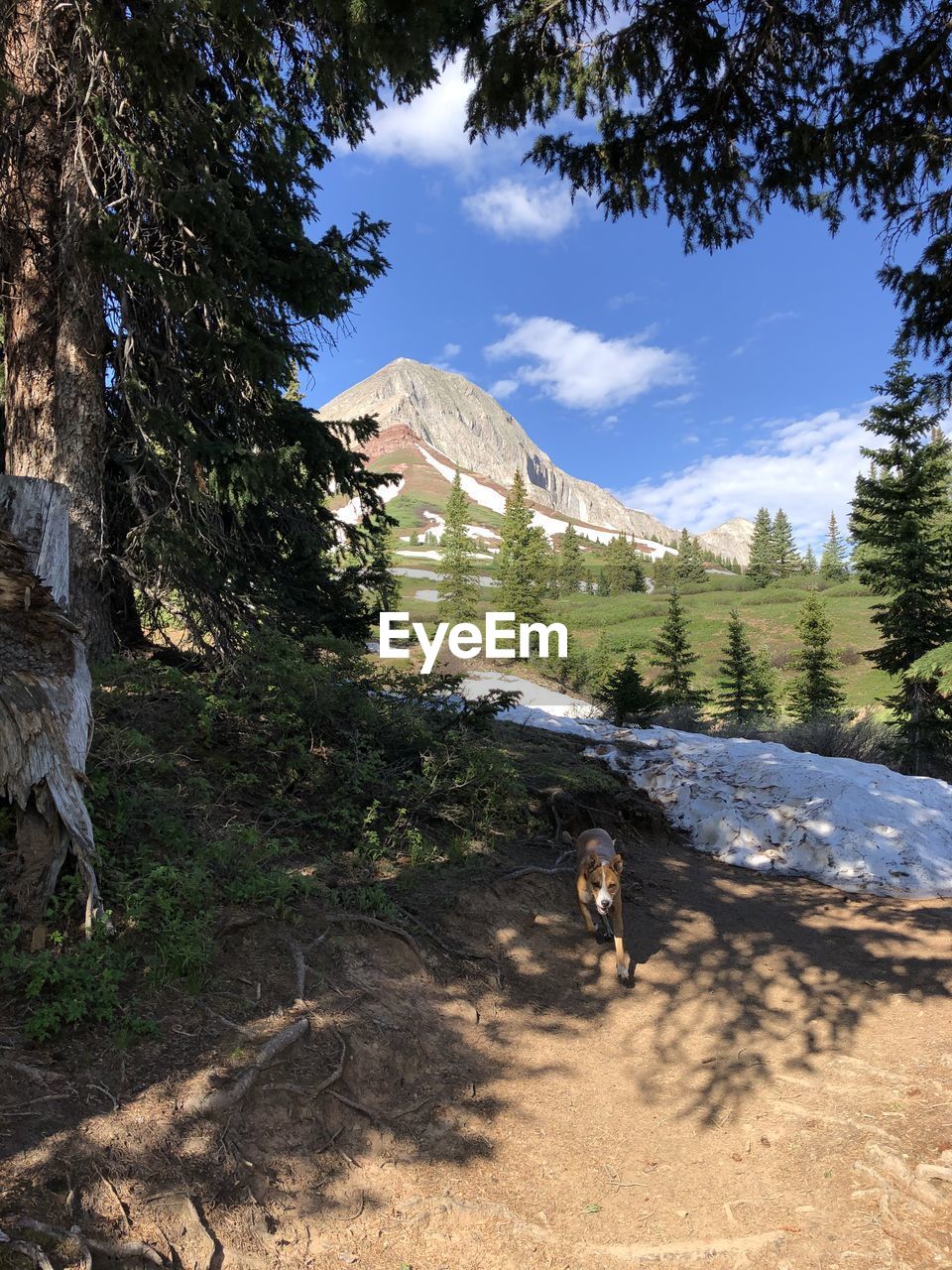 VIEW OF A DOG ON MOUNTAIN