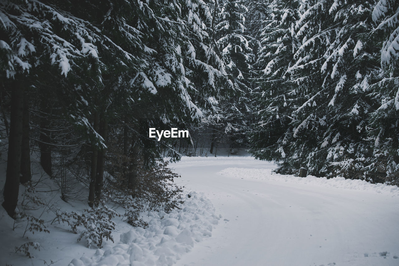 Pine trees in forest during winter