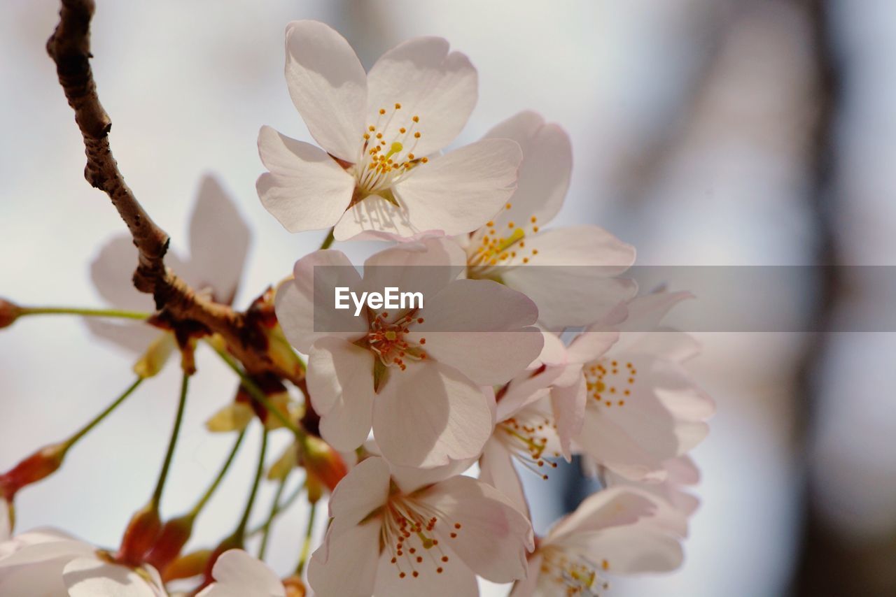 Close-up of cherry blossom