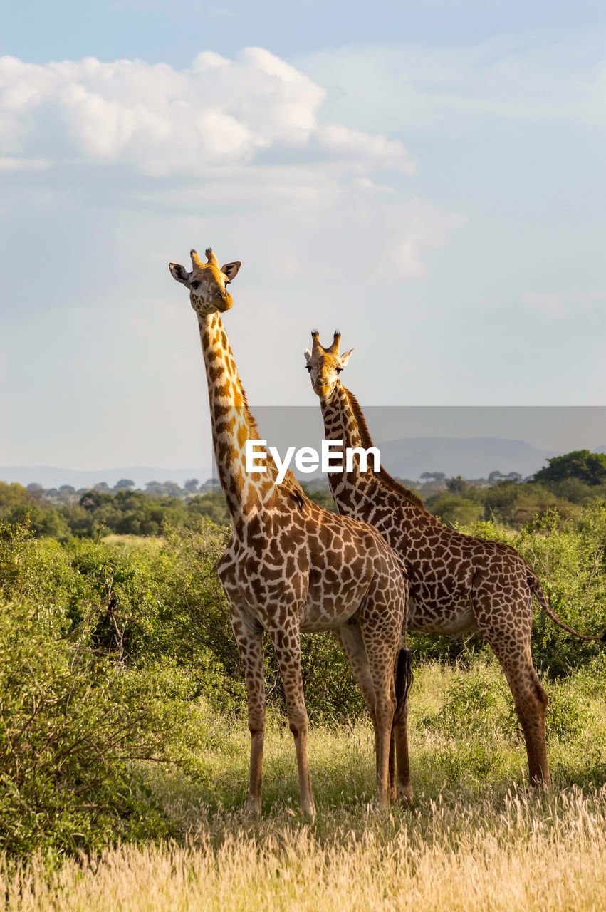 Two giraffes in the savannah of tsavo east park with their gaze towards us