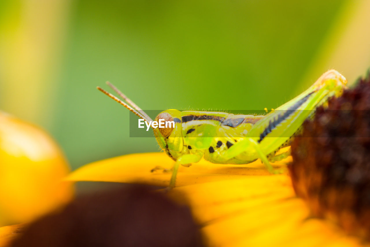 CLOSE-UP OF GRASSHOPPER