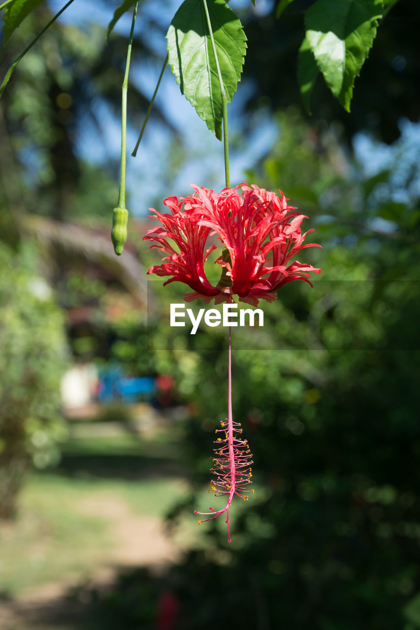 CLOSE-UP OF RED FLOWER BLOOMING