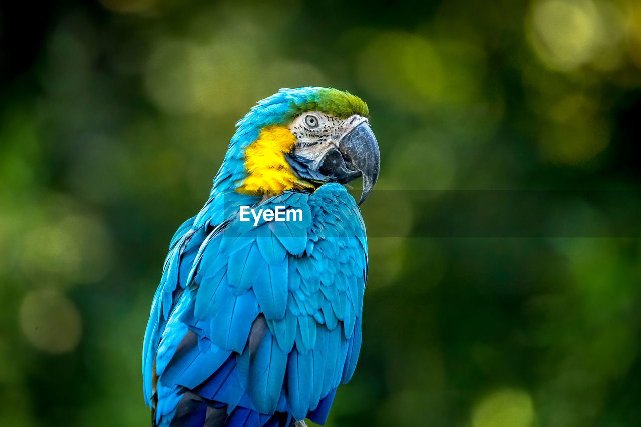 close-up of bird