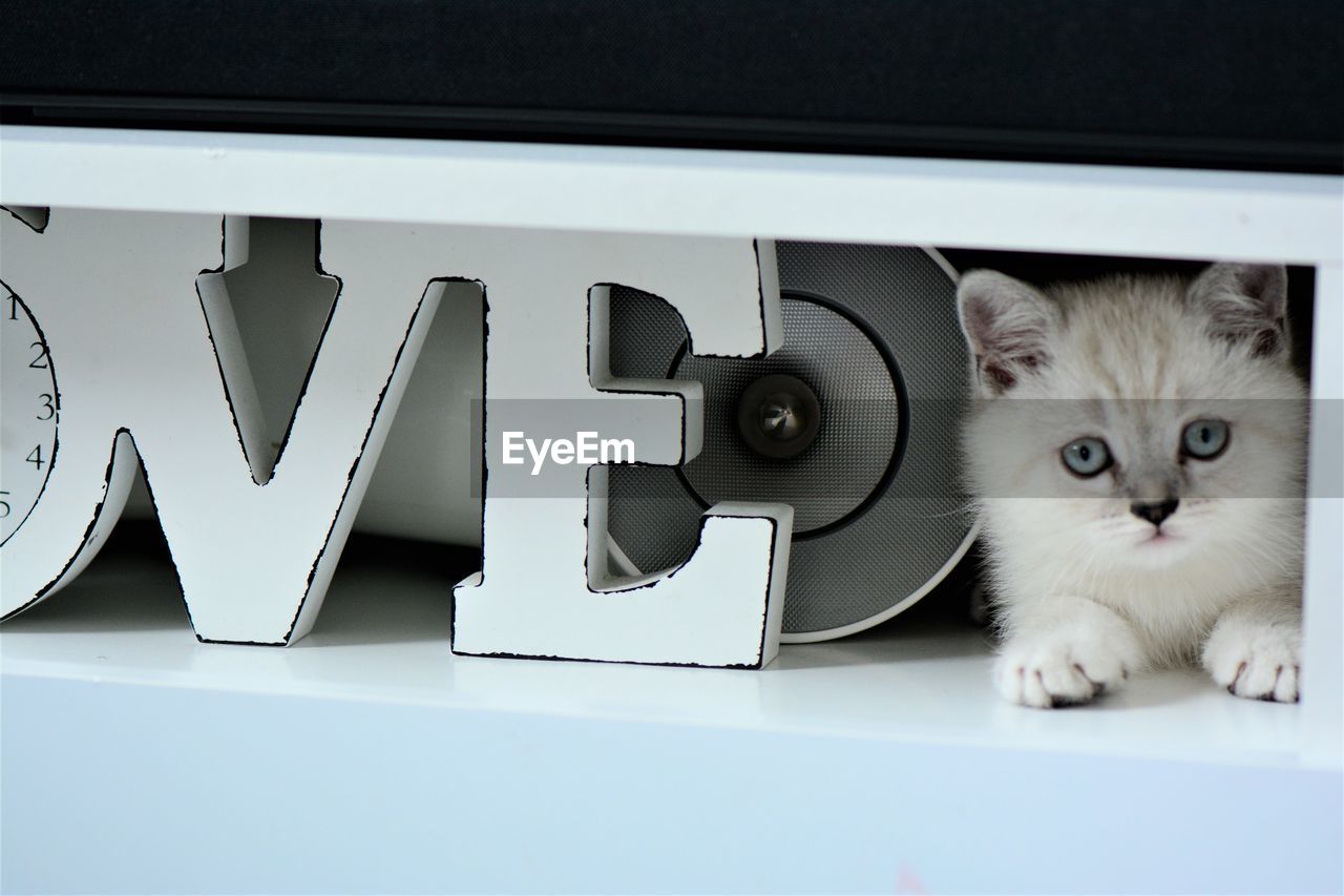 Close-up portrait of white cat