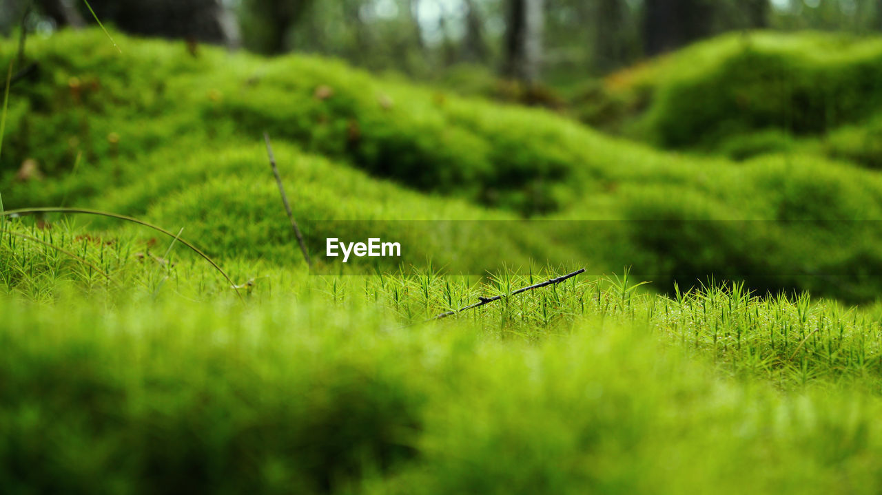 Scenic view of green plants in forest