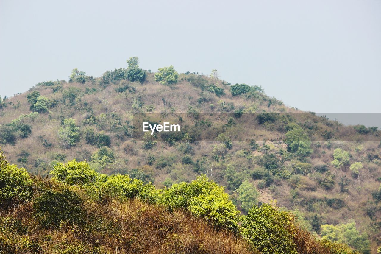 TREES IN FOREST AGAINST SKY