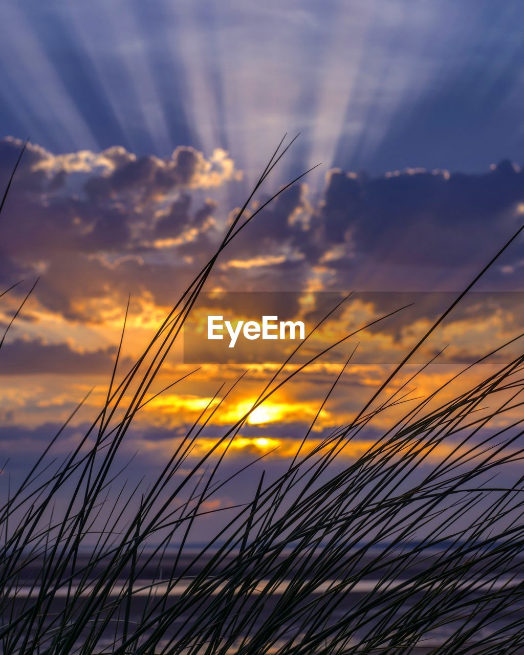 Close-up of grass at sunset