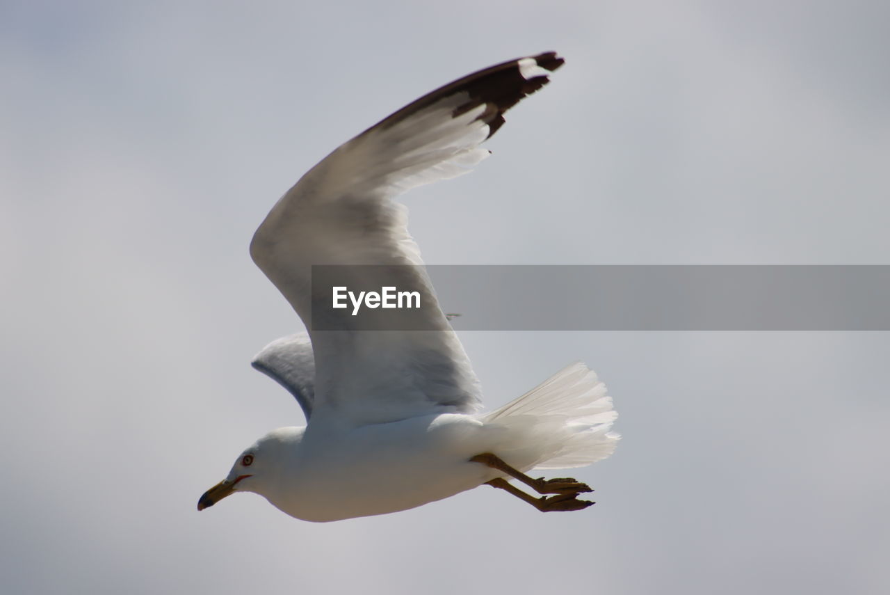 CLOSE-UP OF SEAGULL FLYING IN SKY
