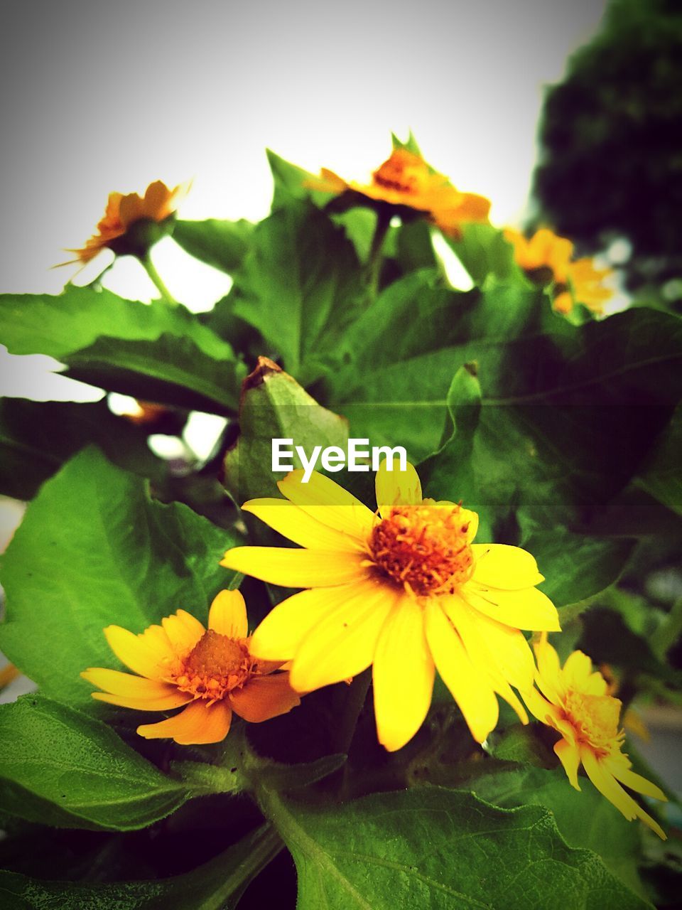 CLOSE-UP OF YELLOW FLOWER BLOOMING OUTDOORS