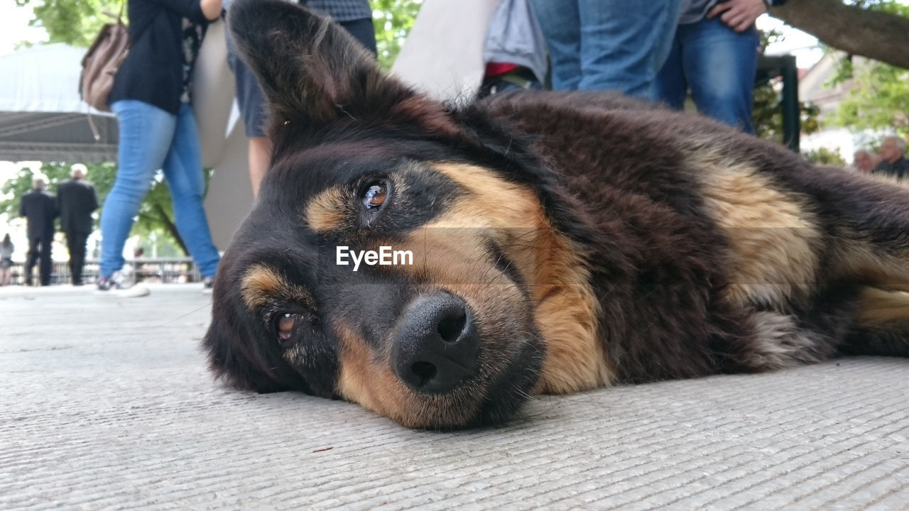 Dog lying on ground