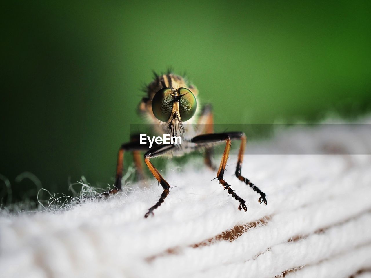 animal, animal themes, insect, animal wildlife, macro photography, close-up, wildlife, one animal, nature, macro, selective focus, no people, animal body part, outdoors, limb, beauty in nature, green, spider, ant, magnification, day