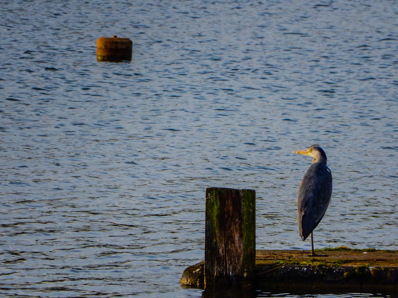 BIRDS PERCHING ON WOODEN POST IN LAKE