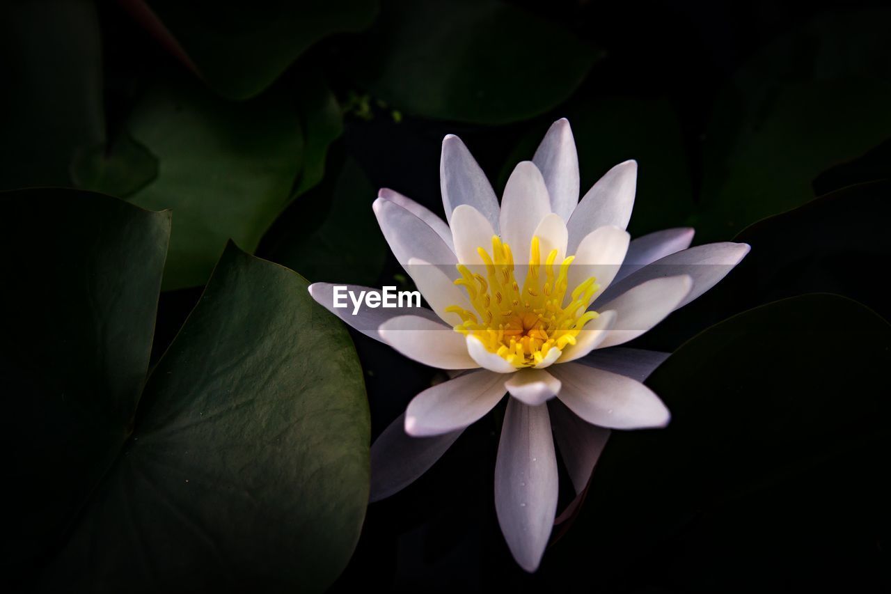 CLOSE-UP OF LOTUS WATER LILY IN PARK