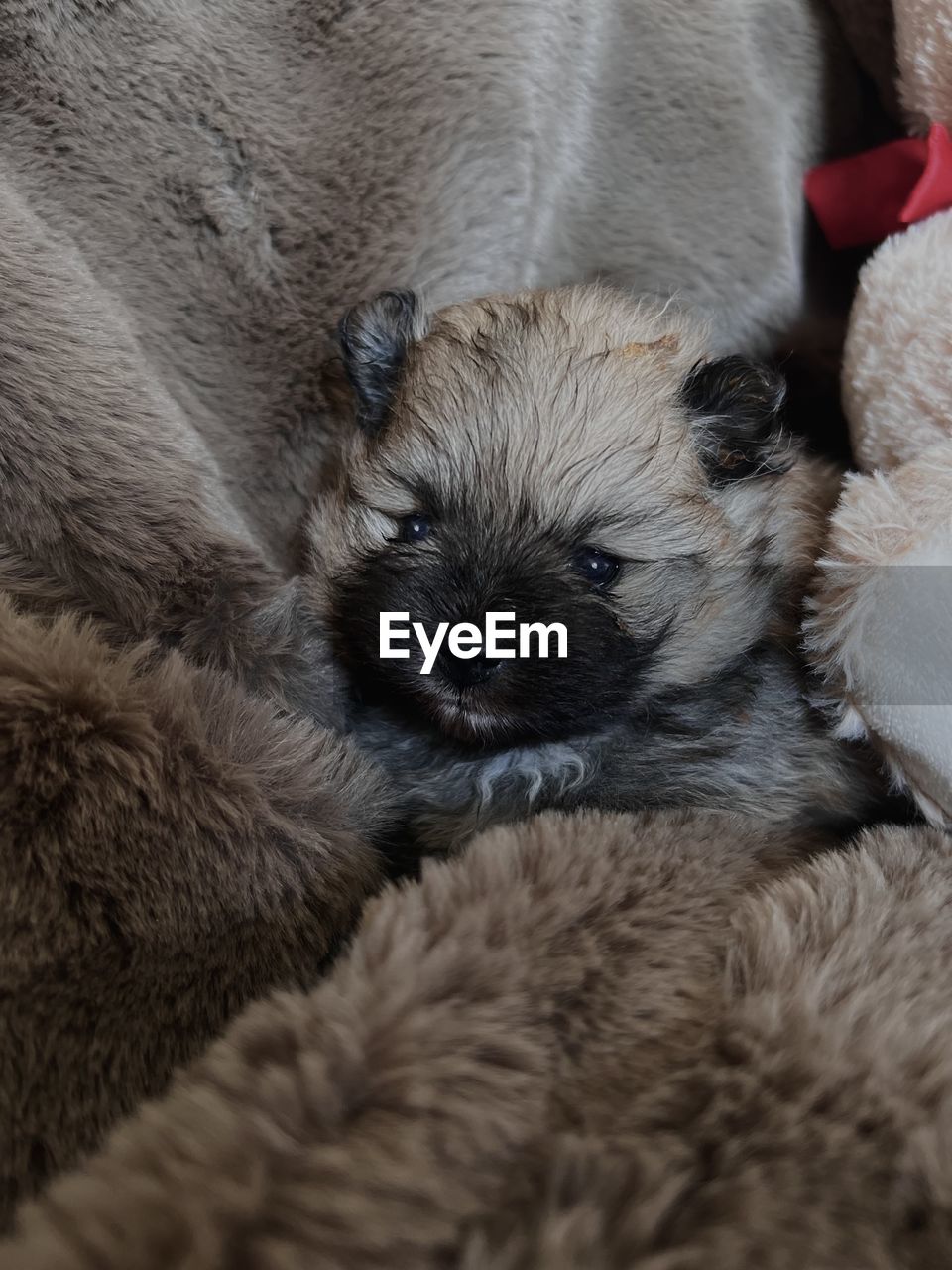mammal, animal themes, animal, one animal, pet, domestic animals, dog, canine, puppy, young animal, relaxation, cute, no people, indoors, lying down, lap dog, sleeping, resting, furniture, carnivore, portrait, blanket, animal body part, animal hair