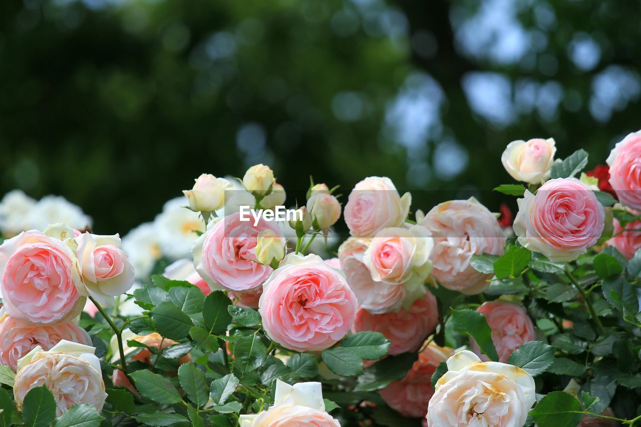 Pink roses blooming in park